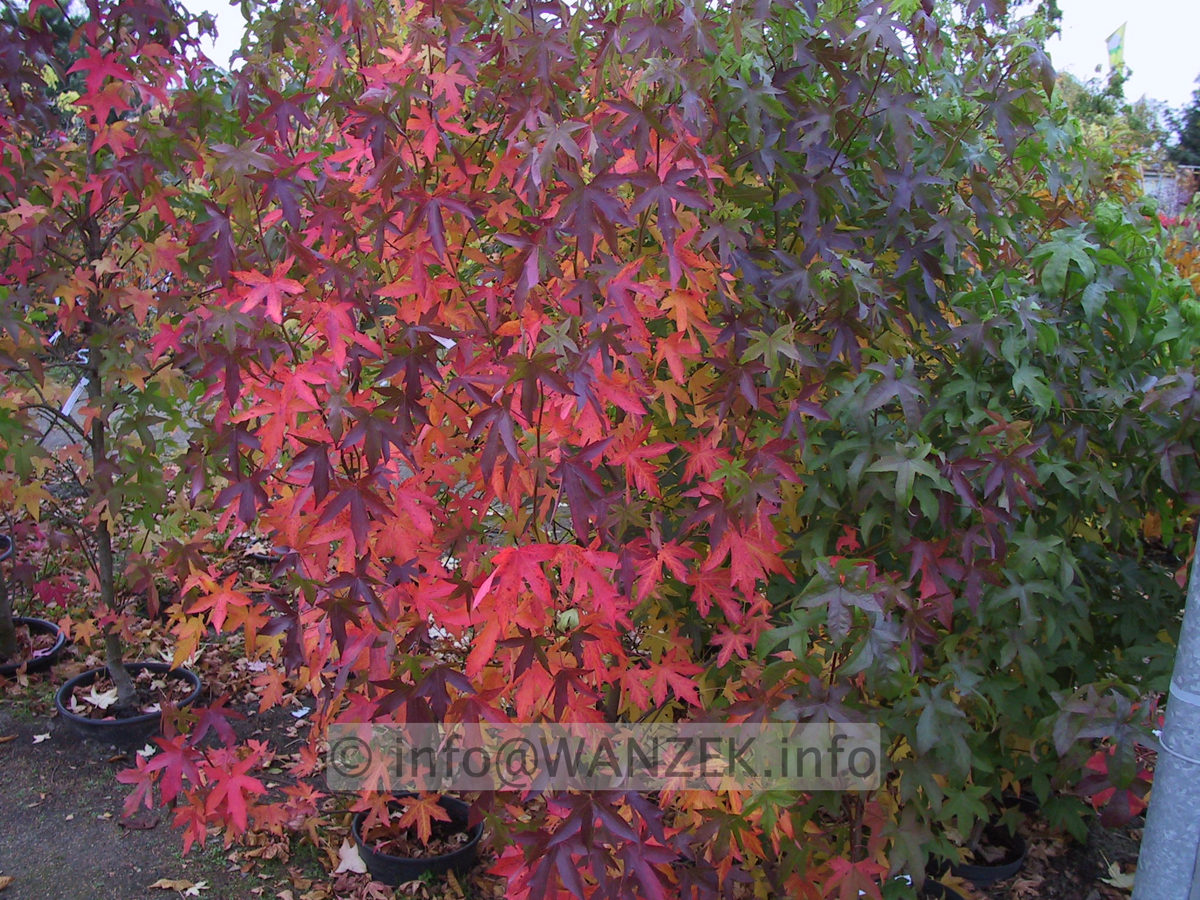 Liquidambar styraciflua Worplesdon Herbst.JPG